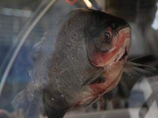 Peixe será vendido por valores reduzidos na Capital (Foto: João Paulo Gonçalves)