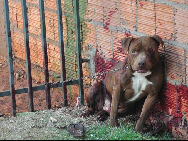  Por m&ecirc;s, CCZ registra 300 ataques de animais em Campo Grande