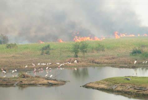  Pantanal terá helicóptero e reforço de pessoal contra queimadas a partir de 6ª