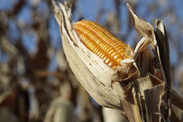 Com recorde de gr&atilde;os, produ&ccedil;&atilde;o agr&iacute;cola chegou a R$ 8,5 bilh&otilde;es