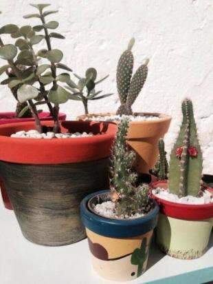 Paix&atilde;o por plantas entre m&atilde;e e filha vira hobby com terr&aacute;rios em vasinhos fofos