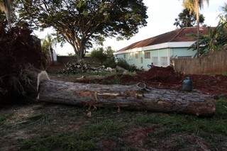 Árvore derrubada dentro do terreno do Seminário Maior Maria Mãe da Igreja (Foto: Cleber Gellio)
