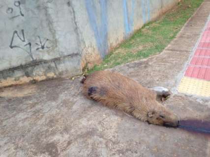 Capivara &eacute; atropelada perto de redutor de velocidade e morre na Via Parque