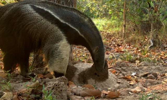 Armadilhas fotogr&aacute;ficas rendem selfies incr&iacute;veis de bichos no Pantanal