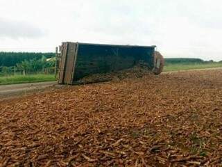 Caminh&atilde;o tomba e espalha carga de mandioca em rodovia