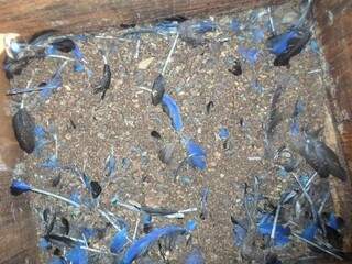 Parte interna de ninho artificial atacado por predadores (Foto: Divulgação/Instituto Arara Azul)