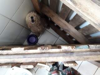 Cachorro ficava confinado em apartamento. (Foto: Divulgação/PMA) 