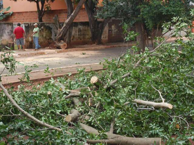  Bombeiros retiram &aacute;rvore derrubada pela chuva no Bairro Piratininga