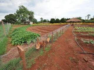 Produção agroecológica implantada no município de Dourados (Foto: Divulgação/A. Frota)