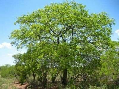 Secretaria de Meio Ambiente suspende corte de &aacute;rvores para evitar extin&ccedil;&atilde;o