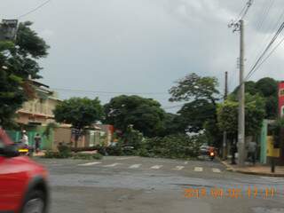 Árvore caída na rua Albert Sabin bloqueou parte da pista (Foto: Silvia Paula Athayde/Leitora)