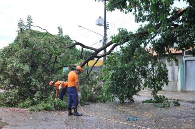 Chuva derruba &aacute;rvore e atrapalha tr&acirc;nsito no bairro Amamba&iacute;