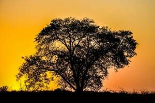 Árvore da vida - No por do sol, depois do clique veio à cabeça &#039;árvore da vida&#039;. (Foto e legenda de Vanessa Tamires)