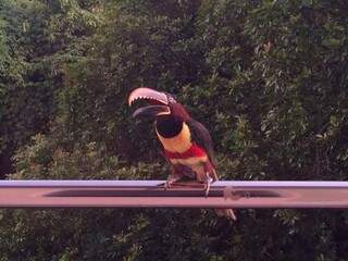 Tucano confunde reflexo com outro animal e bica janela de hospital (Foto: Direto das Ruas)