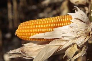 Exportações de milho em grão aumentaram 141%(Foto: Arquivo/Cleber Gellio)