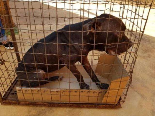 Alerta: quem n&atilde;o cuida de animal pode ser multado em at&eacute; R$ 2,5 mil