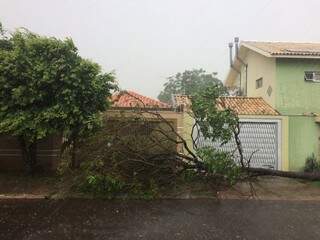 Árvore &quot;fechou&quot; a entrada de duas casas na Vila Nova Bandeirantes. (Foto: Direto das Ruas)