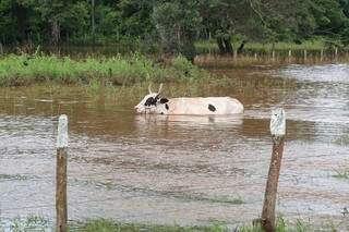 Enchente de rio, como a registrada nesta semana em Aquidauana, não são raridade na região. (Foto: Fernando Antunes)