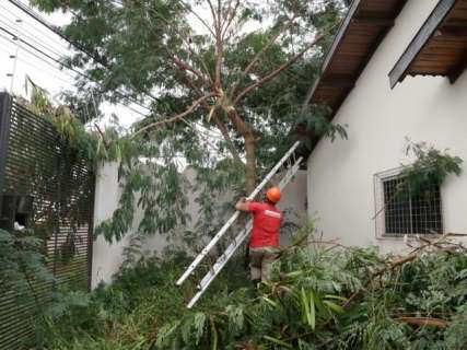 Mais de 24h após chuva com ventos fortes, árvore que caiu em telhado é retirada