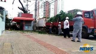 Banca reabre após corte de árvore; restos vão ficar até domingo