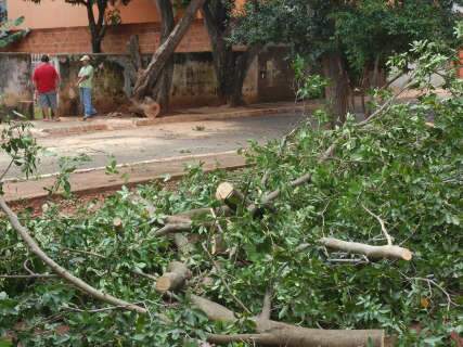  Bombeiros retiram árvore derrubada pela chuva no Bairro Piratininga