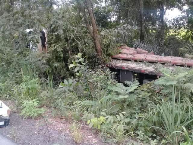 Carreta para em matagal ap&oacute;s motorista ser atacada por abelhas na MS-339