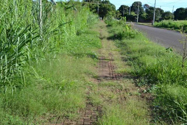 Sem limpeza, mato invade cal&ccedil;ada e transforma &aacute;rea em dep&oacute;sito de lixo