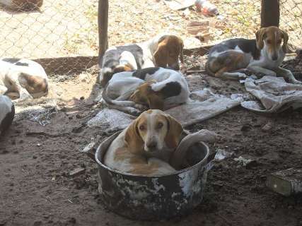 Amarrados, sujos e sem comida, cães são recolhidos de canil na MS-040