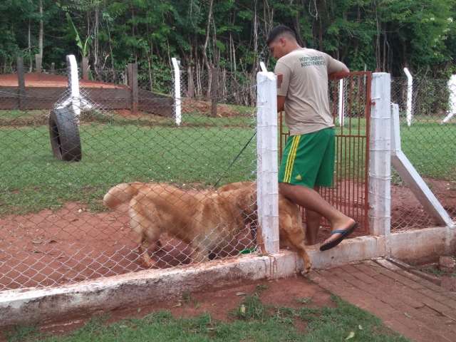 Hot&eacute;is caninos t&ecirc;m at&eacute; calmante para aplacar o susto com os fogos