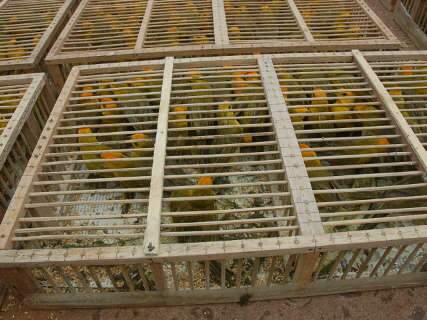 Operação contra tráfico de aves vai cumprir mandados de prisão em MS