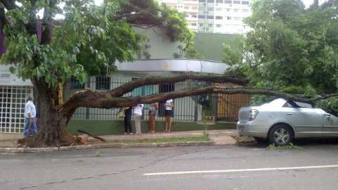 Galhos de árvore caem sobre imóvel e carro no Centro de Campo Grande