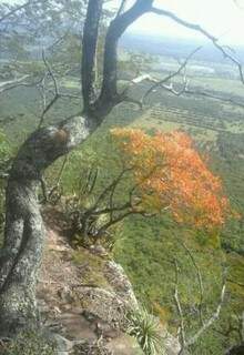 Do alto dá para apreciar a vista observando as árvores (Foto: Arquivo pessoal)