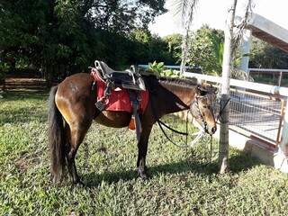 É possível reservar passeios a cavalo em uma pegada bem interiorana (Foto: Reprodução Faceook)