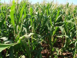 Atraso no plantio tem influência nos riscos climáticos para a colheita do milho. (Foto: Divulgação)