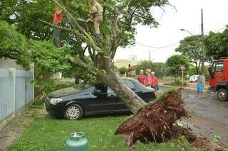 Ao chegar em casa, mulher foi surpreendida por árvore que caiu sobre seu carro. (Foto: Marcos Ribeiro / O Progresso)