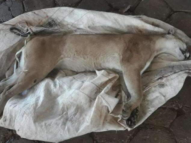 On&ccedil;a-parda morre depois de ser atropelada e arrastada em rodovia