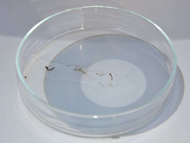 Nove bairros t&ecirc;m &iacute;ndice alto de mosquito transmissor da dengue