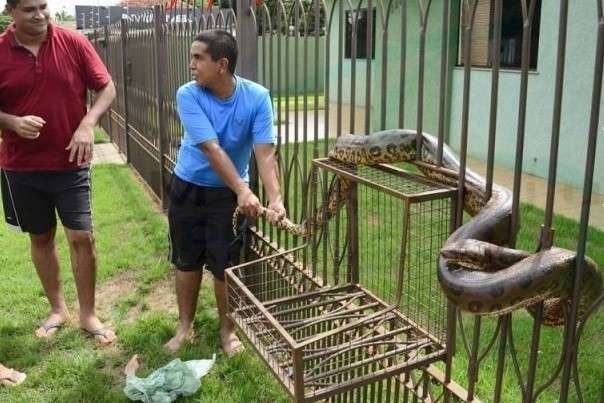 Sucuri de 2,5 metros se enrola em port&atilde;o e vira atra&ccedil;&atilde;o para moradores