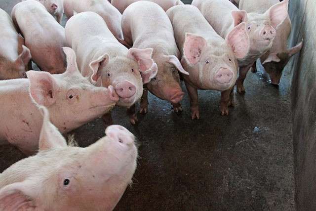 Exporta&ccedil;&atilde;o de carne su&iacute;na teve alta de 24% nos primeiros cinco meses do ano
