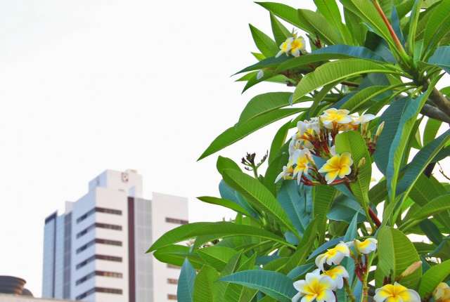 Dia amanhece com c&eacute;u aberto, mas previs&atilde;o &eacute; de mais chuva em MS