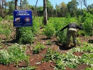 Agente da Divisão Antinarcóticos corta pés de maconha na zona rural de Capitán Bado (Foto: Divulgação)