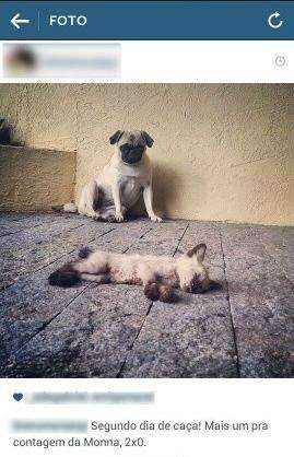 Jovem diz &agrave; pol&iacute;cia que postou foto de gatos mortos de &quot;brincadeira&quot;