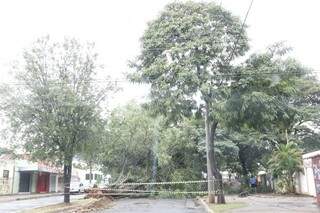 Avenida Florestal, no bairro Coophatrabalho, ficou interditada por queda de árvore (Foto: Cleber Gellio)