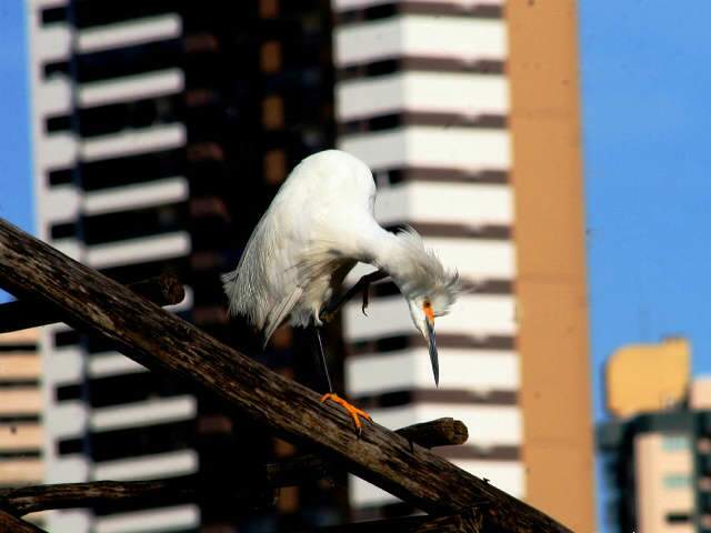  Exposi&ccedil;&atilde;o apresenta crescimento urbano de Campo Grande em meio &agrave; natureza