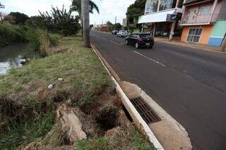 Um coqueiro caiu, por conta da erosão (Foto: Marcelo Victor)