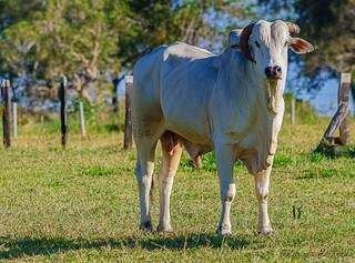 A produção de bovinos ficou estimada em R$ 6,3 bilhões em junho (Foto: Marcelo Calazans)