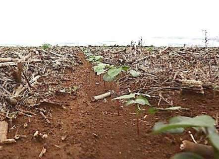 Chuvas atrapalham e produtores não concluem plantio de algodão em dezembro