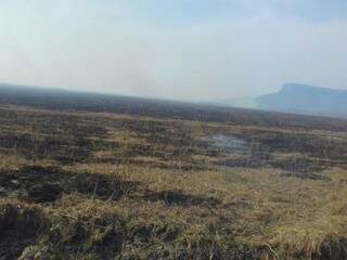 Fogo consumiu mais de 15 hectares de pastagem.
(Foto: Divulgação)
