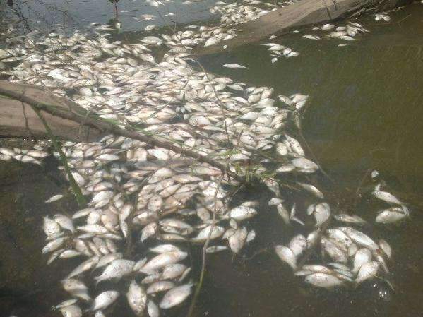 Peixes morrem ap&oacute;s despejo de veneno em lavoura vizinha a fazenda