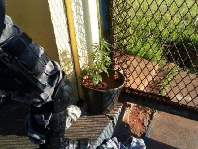 Policiais encontram at&eacute; p&eacute; de maconha em corredor de pres&iacute;dio